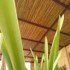 Tropical Bamboo Marcenaria e Paisagismo